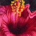 Hibiscus rouge flamboyant thumbnail