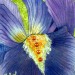 Iris bleu violet thumbnail
