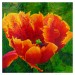La tulipe tachetée thumbnail